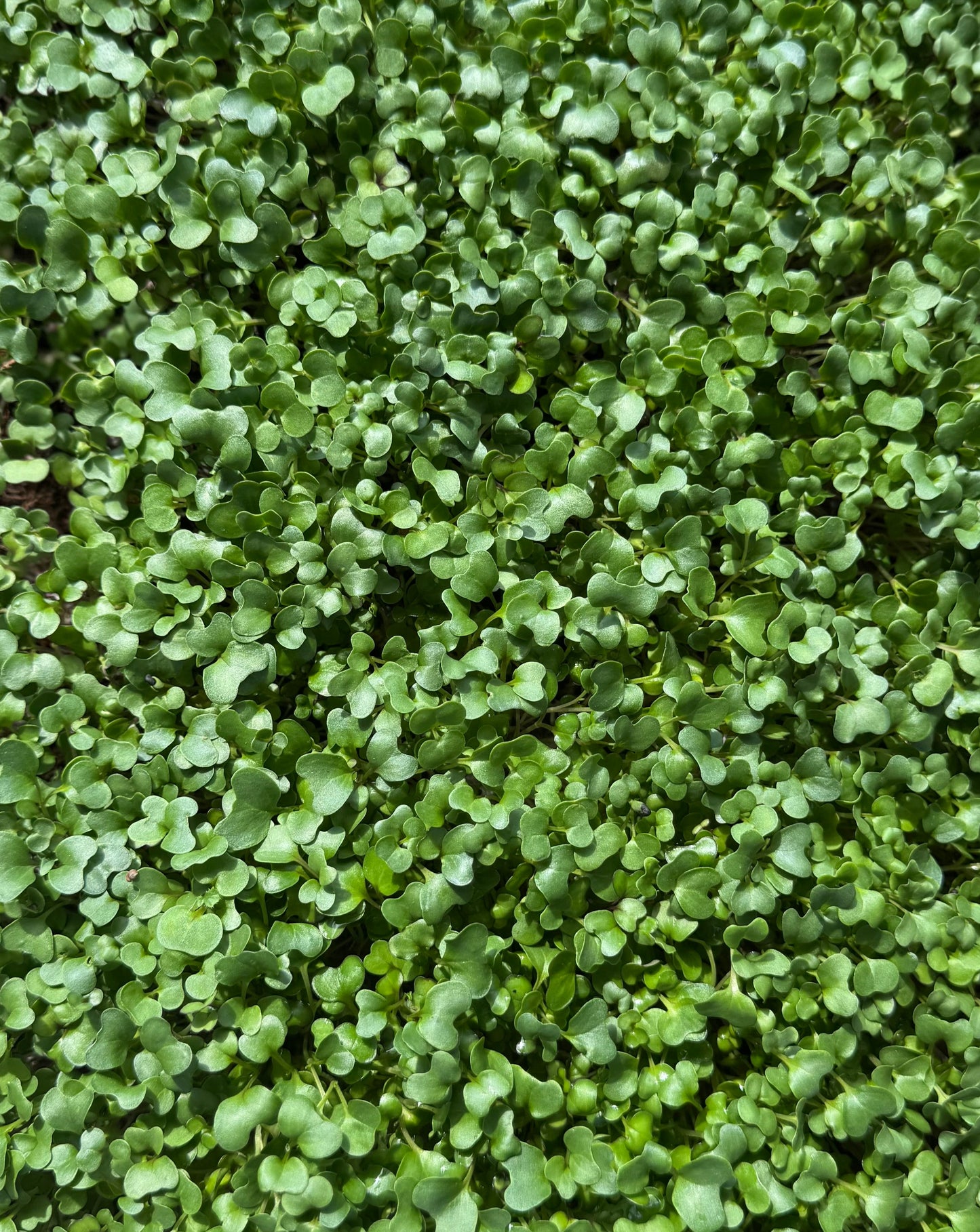 Spicy Salad Mix - Microgreens