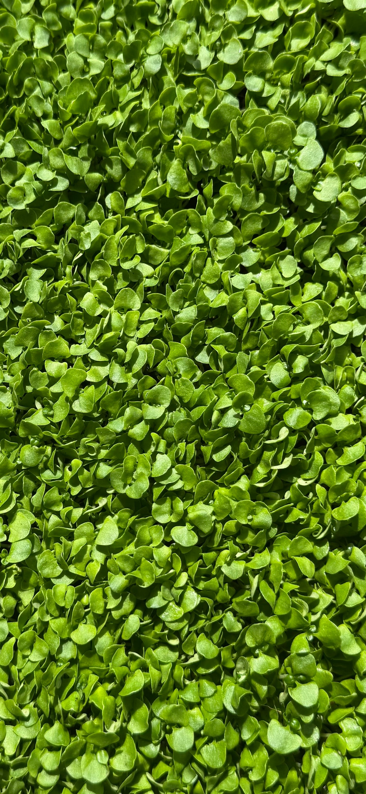 Basil - Microgreens