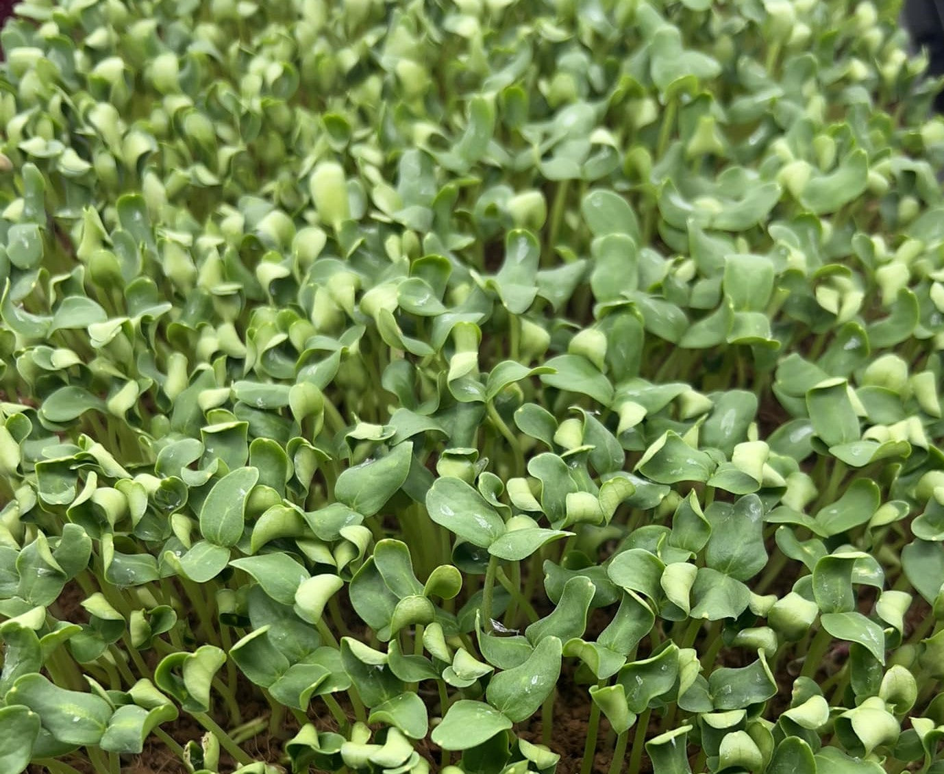 Cantaloupe - Microgreens