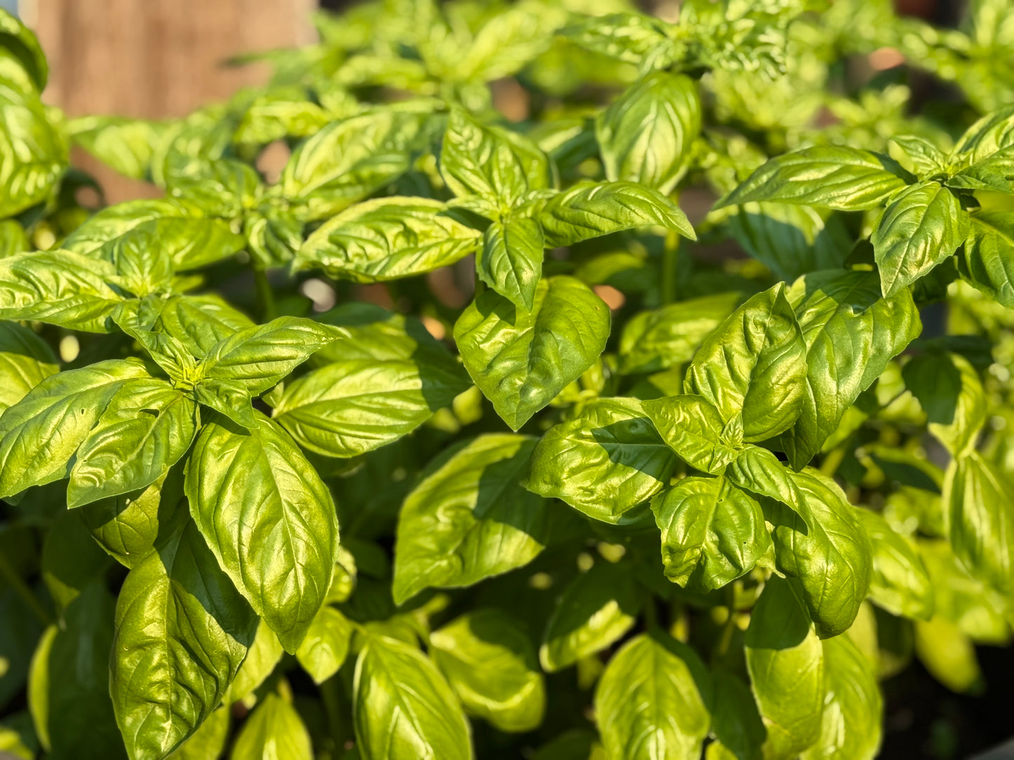 Basil - Fresh Herb