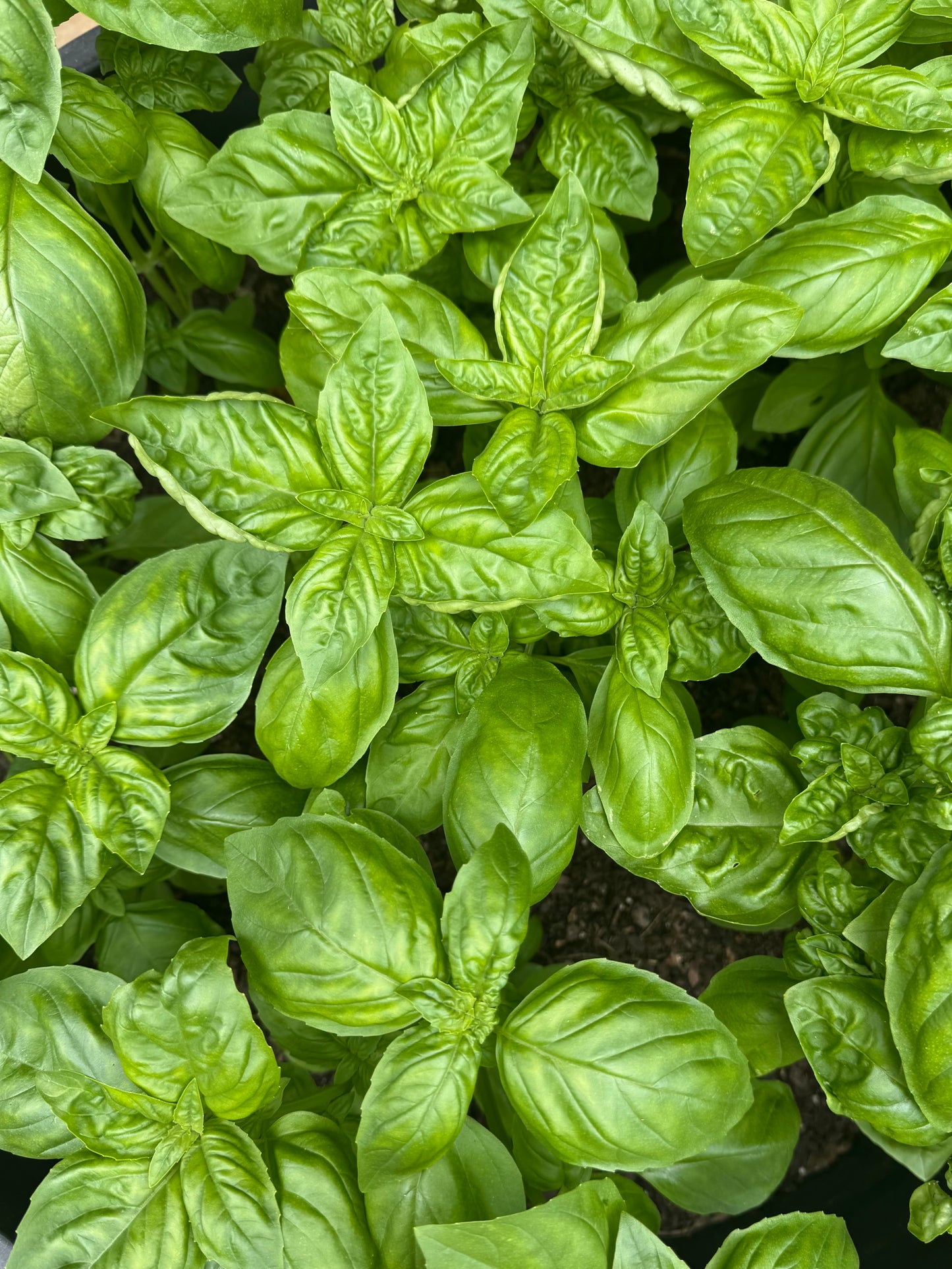 Basil - Fresh Herb