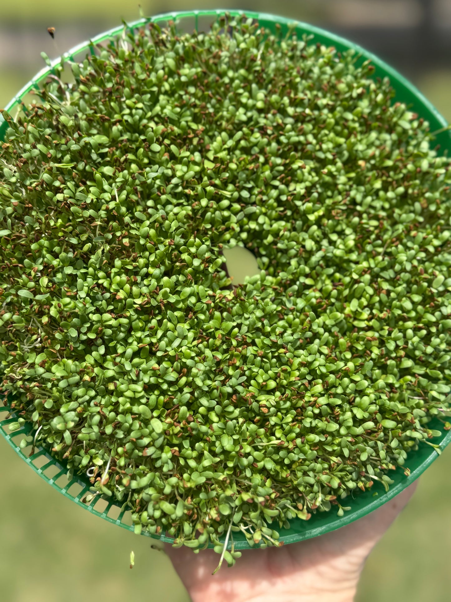 Alfalfa - Sprouts