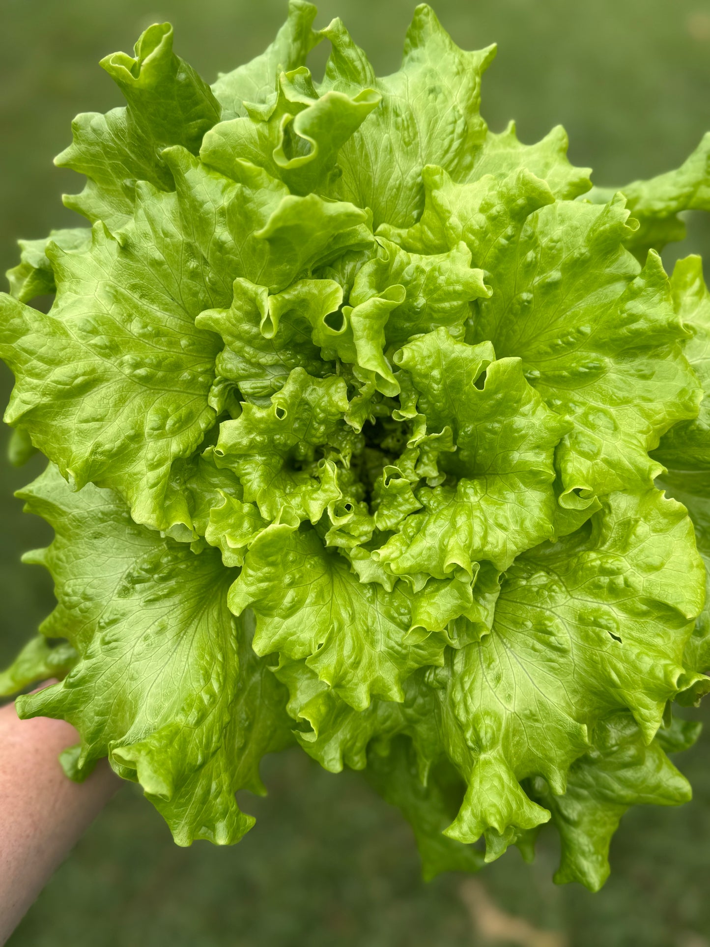 Summer Crisp Lettuce