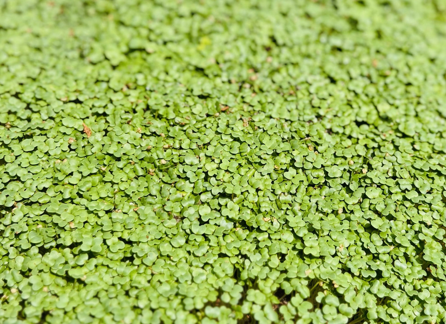Wasabi Mustard - Microgreens