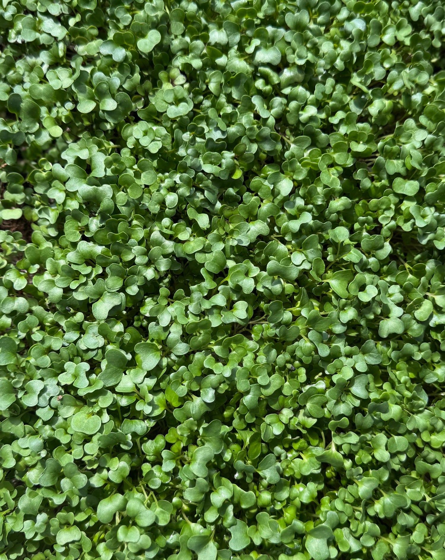 Microgreens