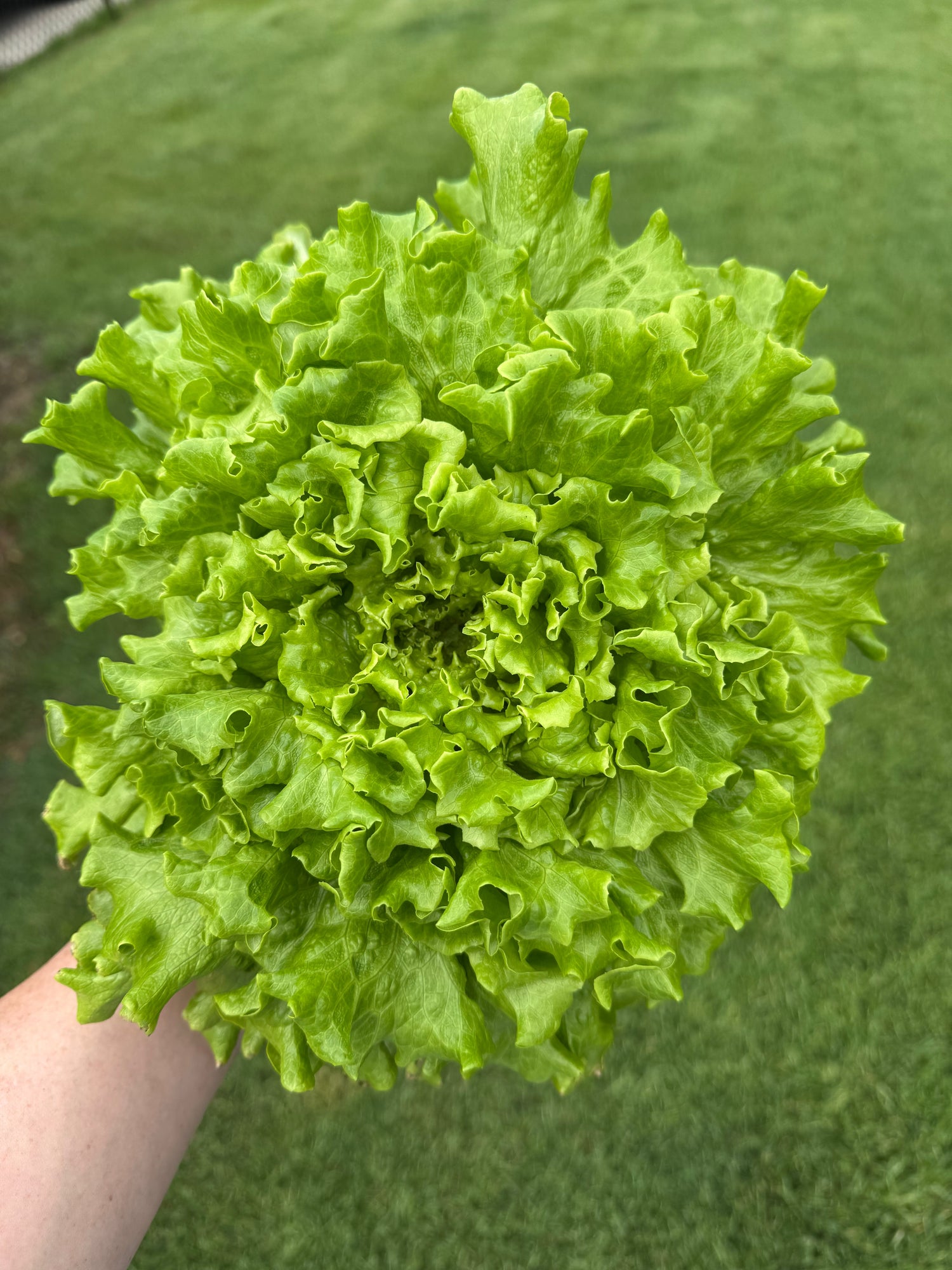 Lettuce - Hydroponics
