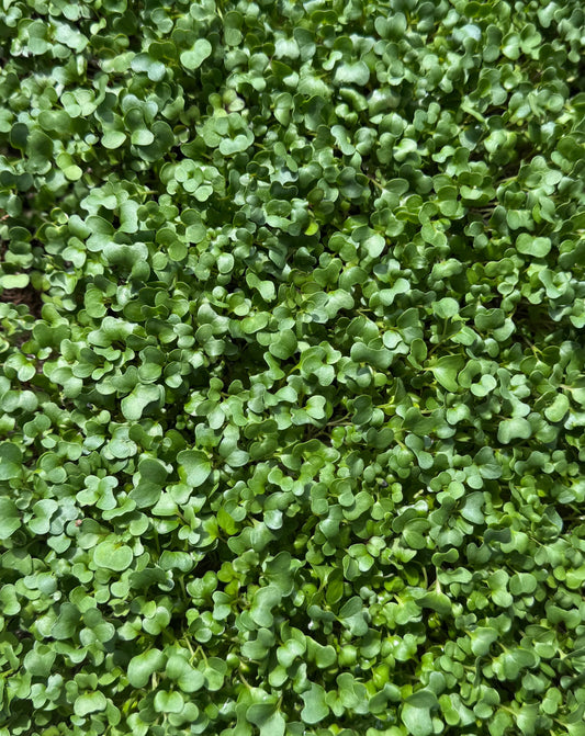Spicy Salad Mix - Microgreens