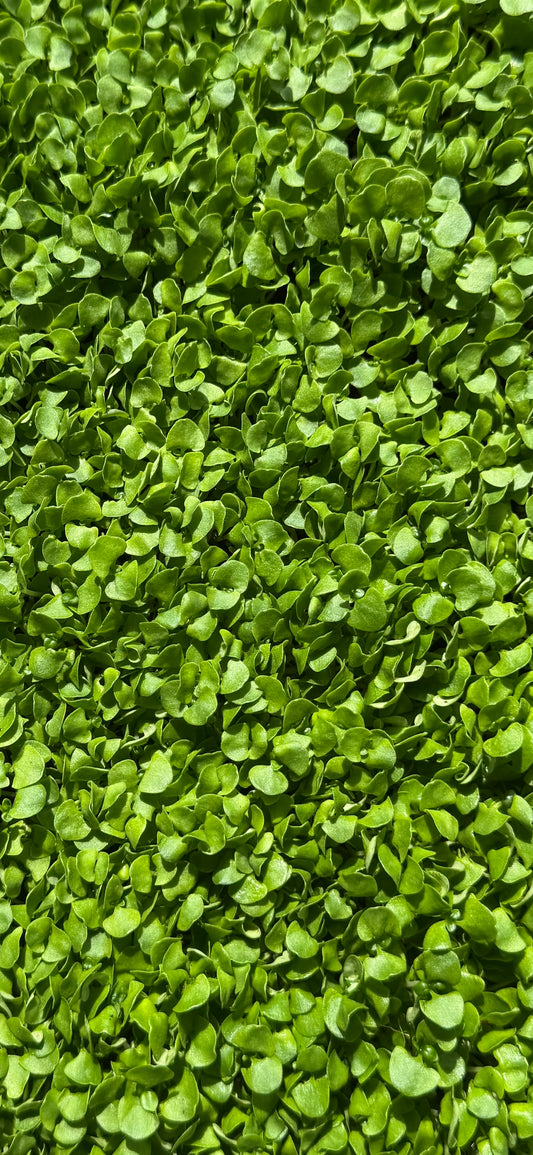 Basil - Microgreens