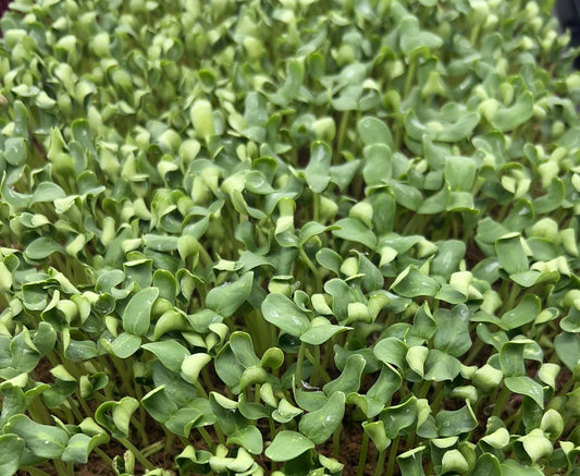 Cantaloupe - Microgreens
