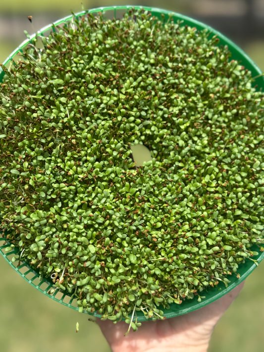 Alfalfa - Sprouts