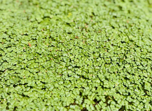 Wasabi Mustard - Microgreens